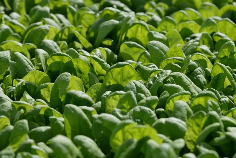Fertilizante de Omán busca valoración de más de $2.5 mil millones en OPI